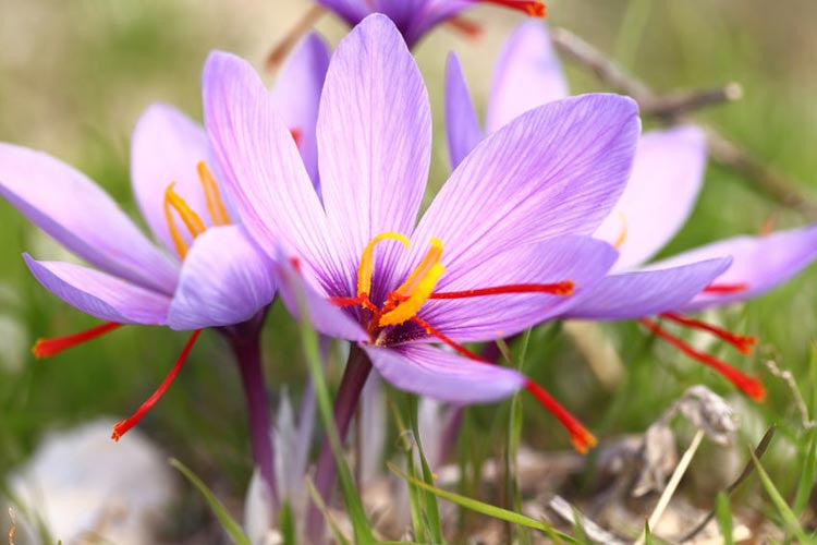 Esosomi di Zafferano (Crocus sativus): cosa sono, benefici e applicazioni cosmetiche